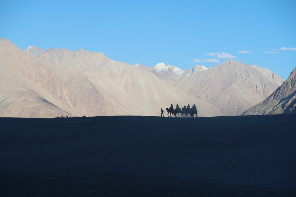 Ride a Bactrian camel over the sand dunes in Hunder - Nubra Valley in India